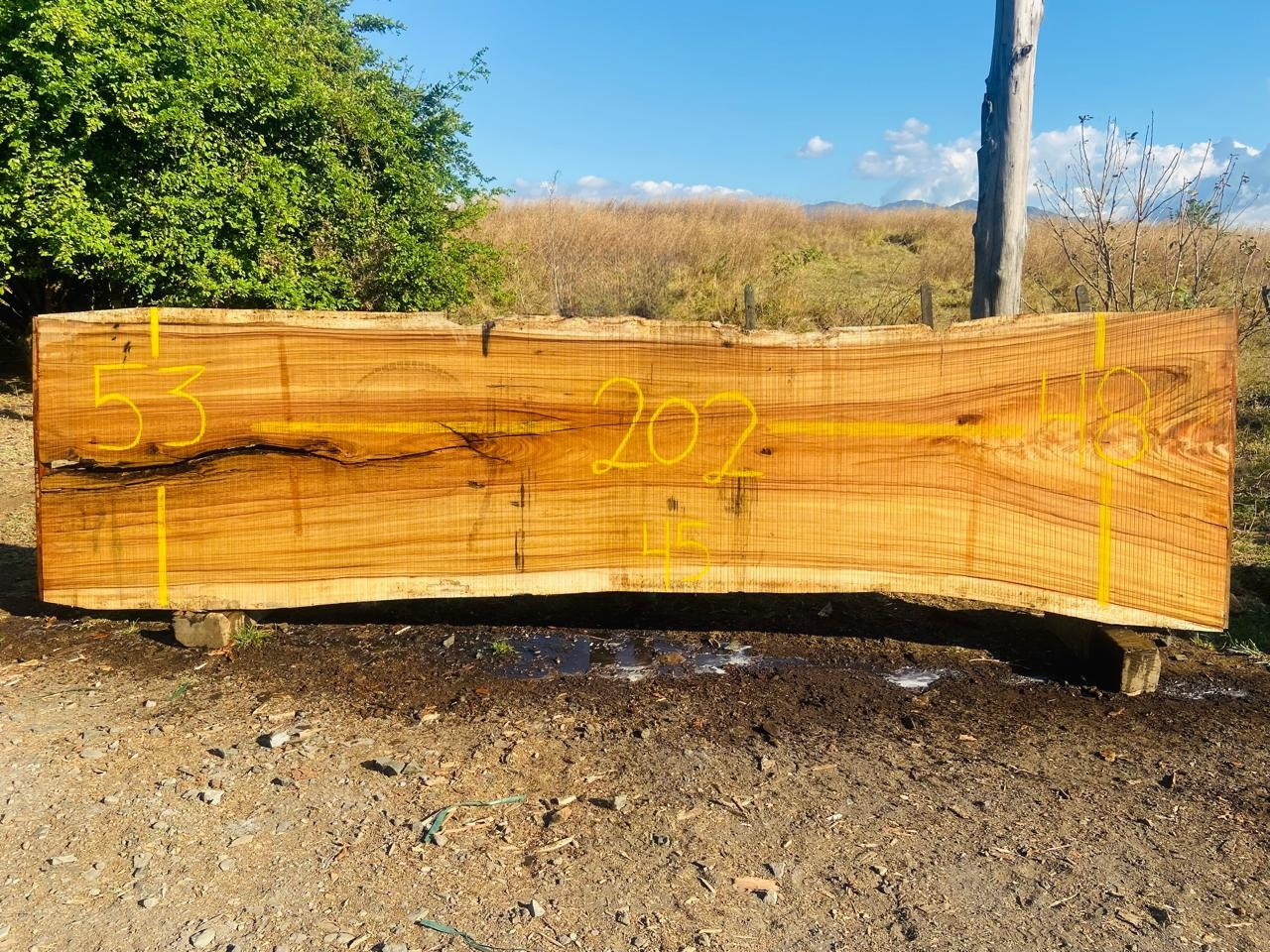 Parota | PAR-5043-1