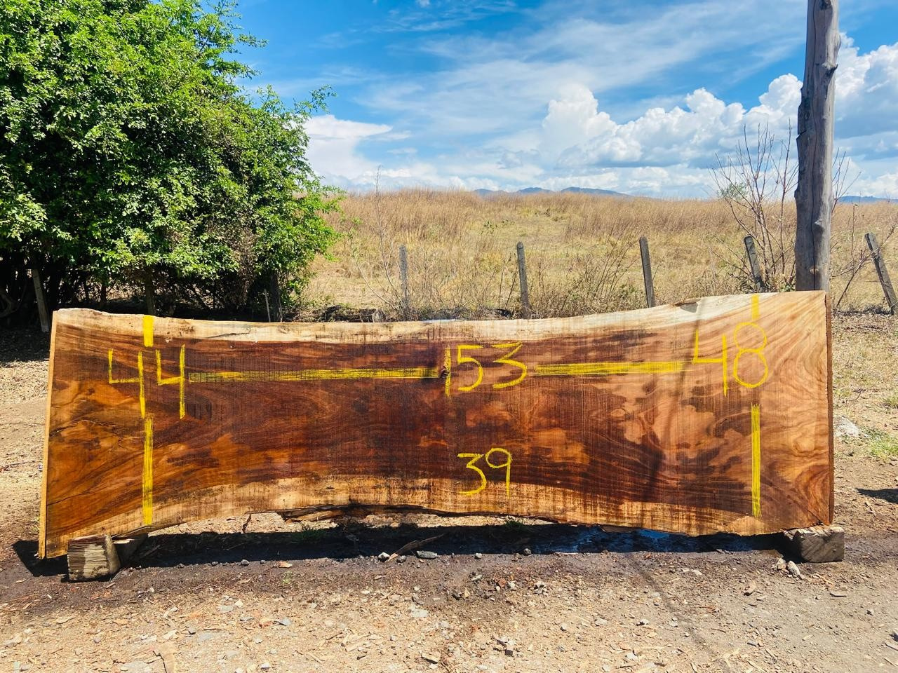 Parota | PAR-5055-5