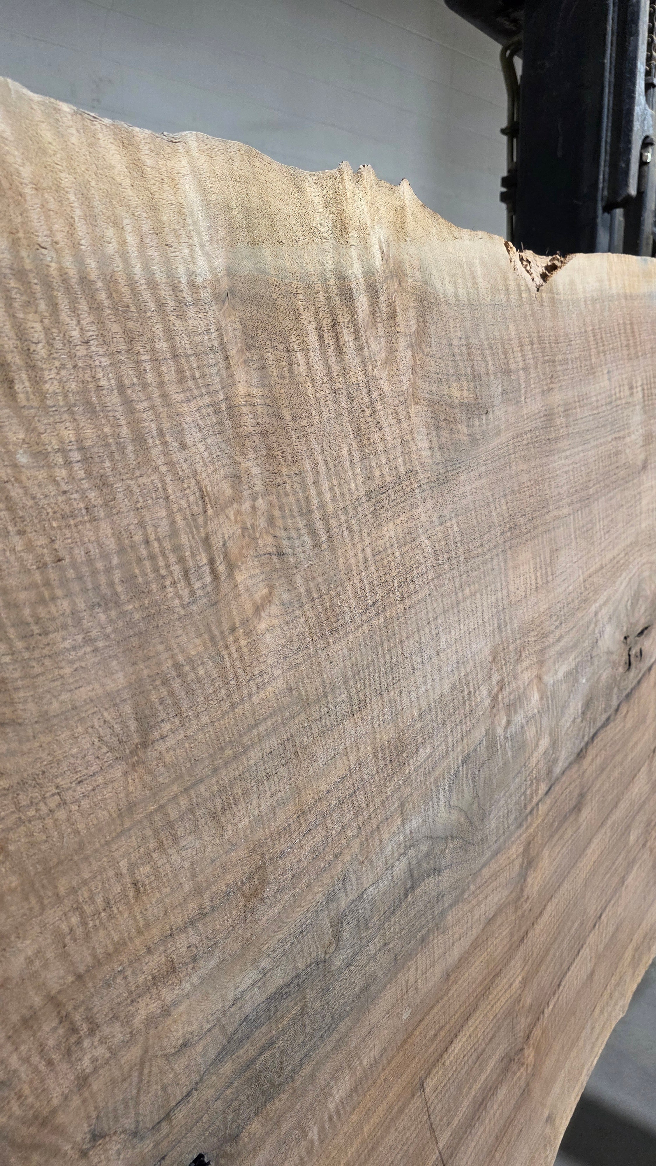 Claro Walnut | CW-5001